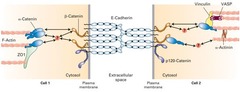 <p>Adhesion proteins are membrane proteins that form junctions between adjacent cells.</p>