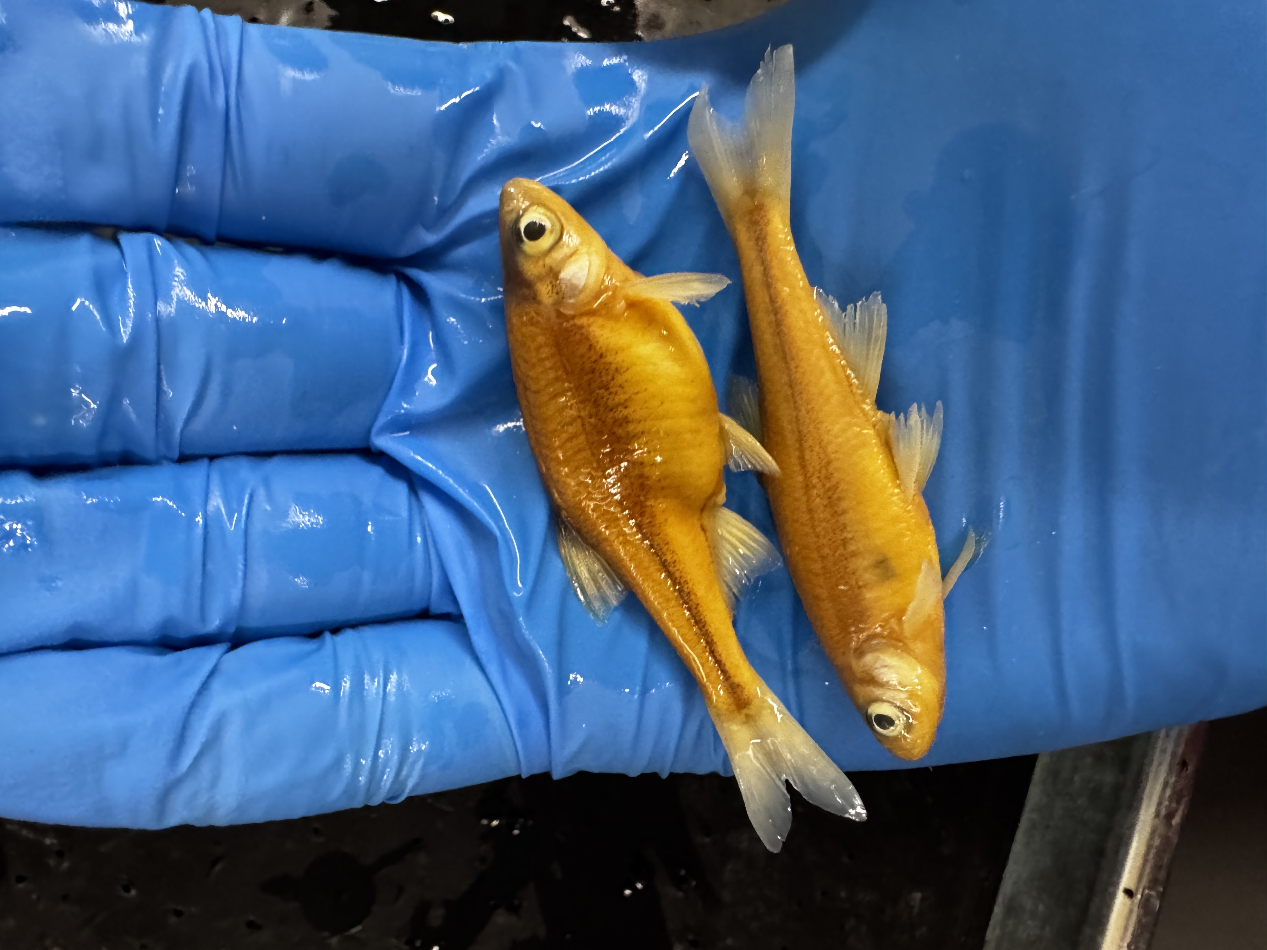 <p>Family:</p><p>Species:</p><p>Scientific:</p>