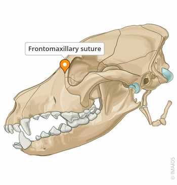 <p>joints that fuse together in bones/skull, provides outline</p>