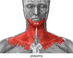 <p>Skeletal Muscle Location:</p>