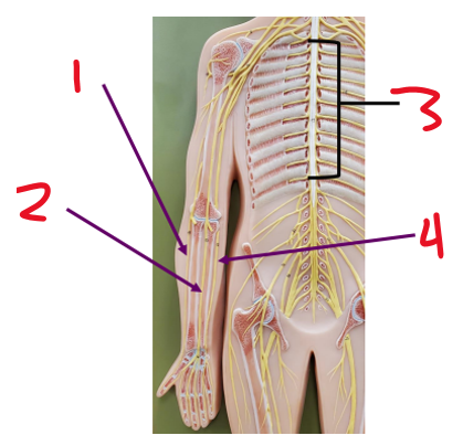 <p><span>Name nerve 1</span></p>