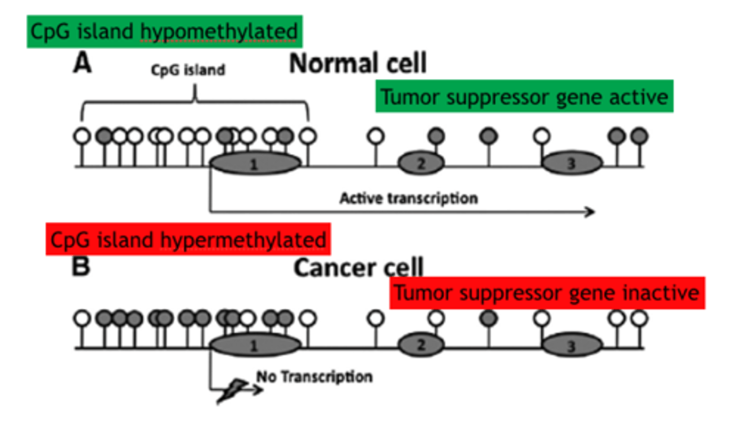 <p>unmethylated or transiently methylated islands before active genes. Areas can also have heavier methylation before coding sequences</p>
