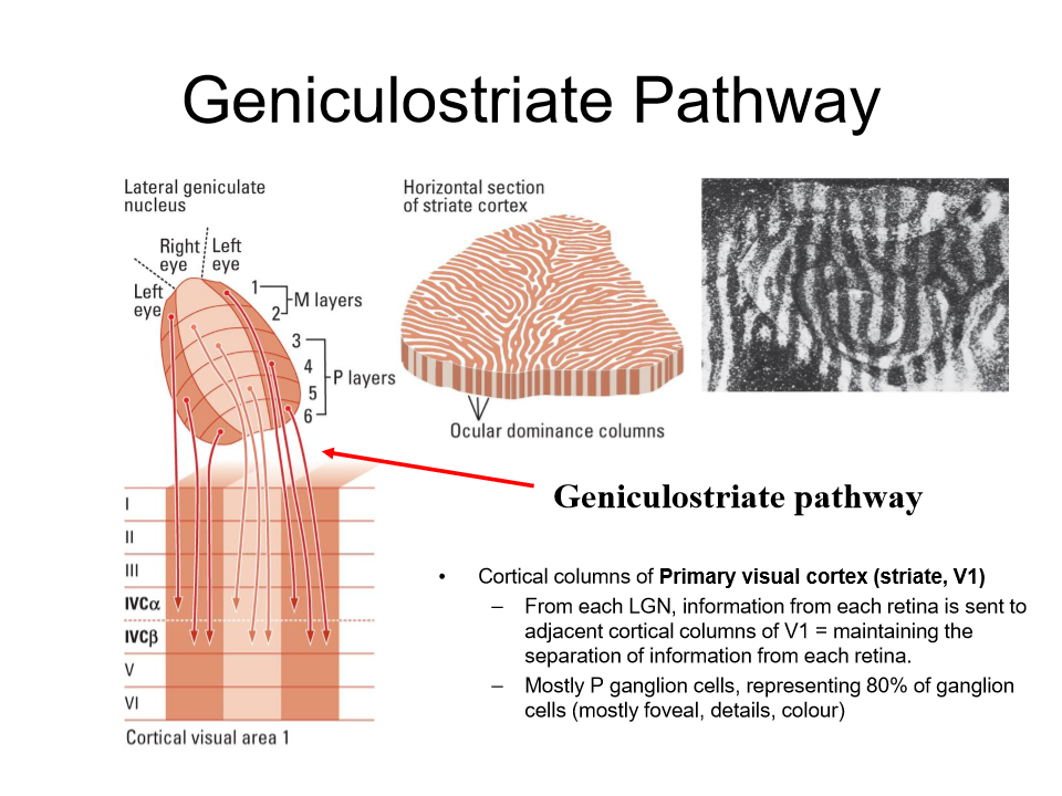<p>Review layer four is where visual info comes in</p>