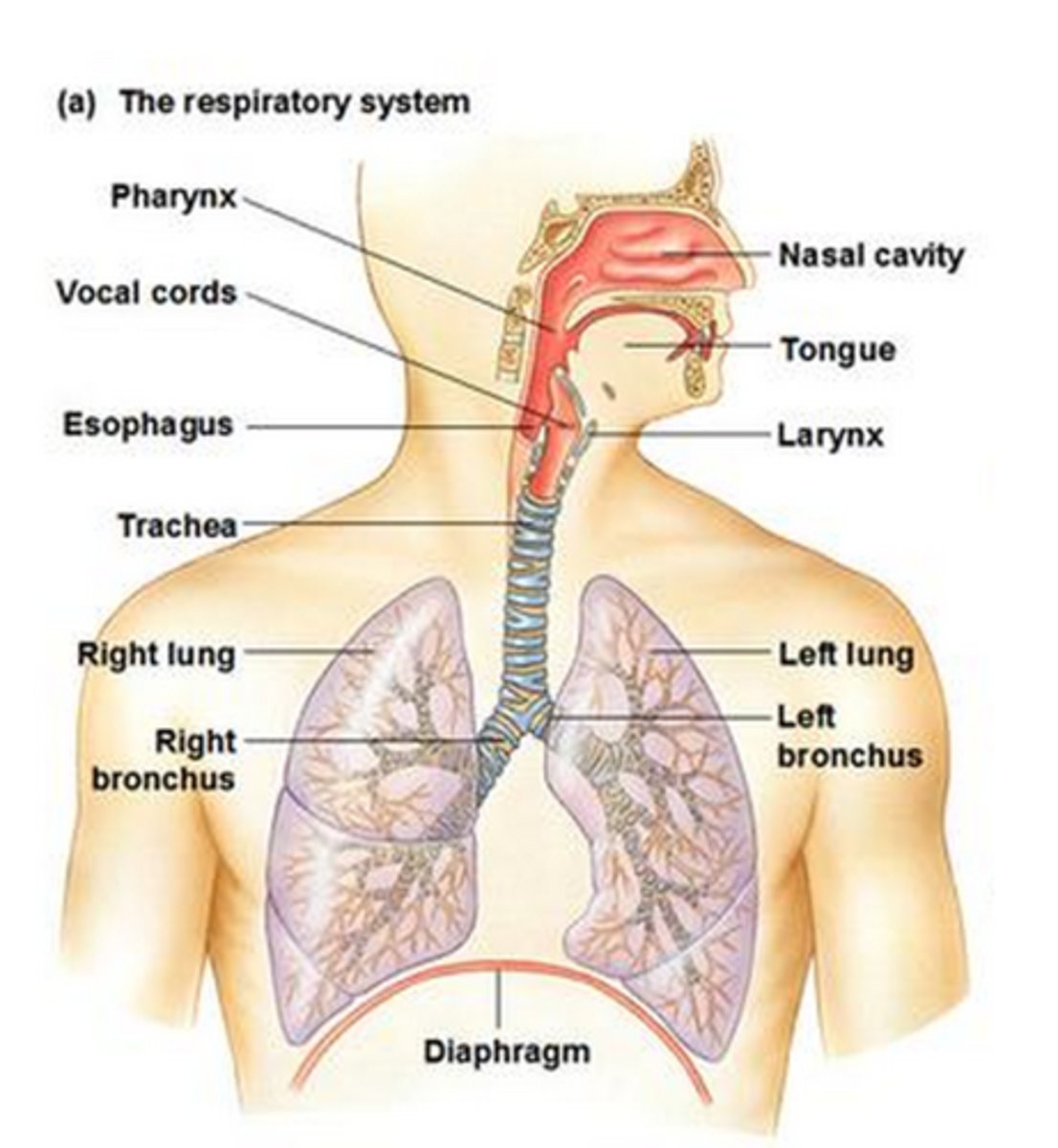<p>Mouth, nose, pharynx, trachea, lungs, bronchi, bronchioles, alveoli, diaphragm</p>