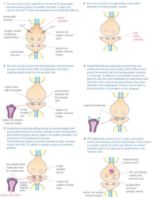 knowt flashcard image