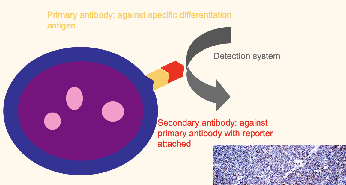 <p>can do for both t and b cell</p>