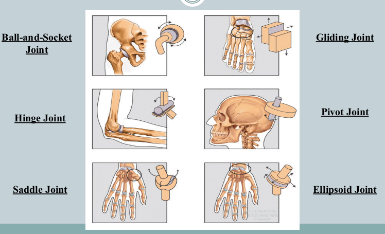 <ul><li><p>gliding joint</p></li><li><p>hinge joint</p></li><li><p>pivot joint</p></li><li><p>ellipsoid joint</p></li><li><p>saddle joint</p></li><li><p>ball-and-socket joint</p></li></ul><p></p>