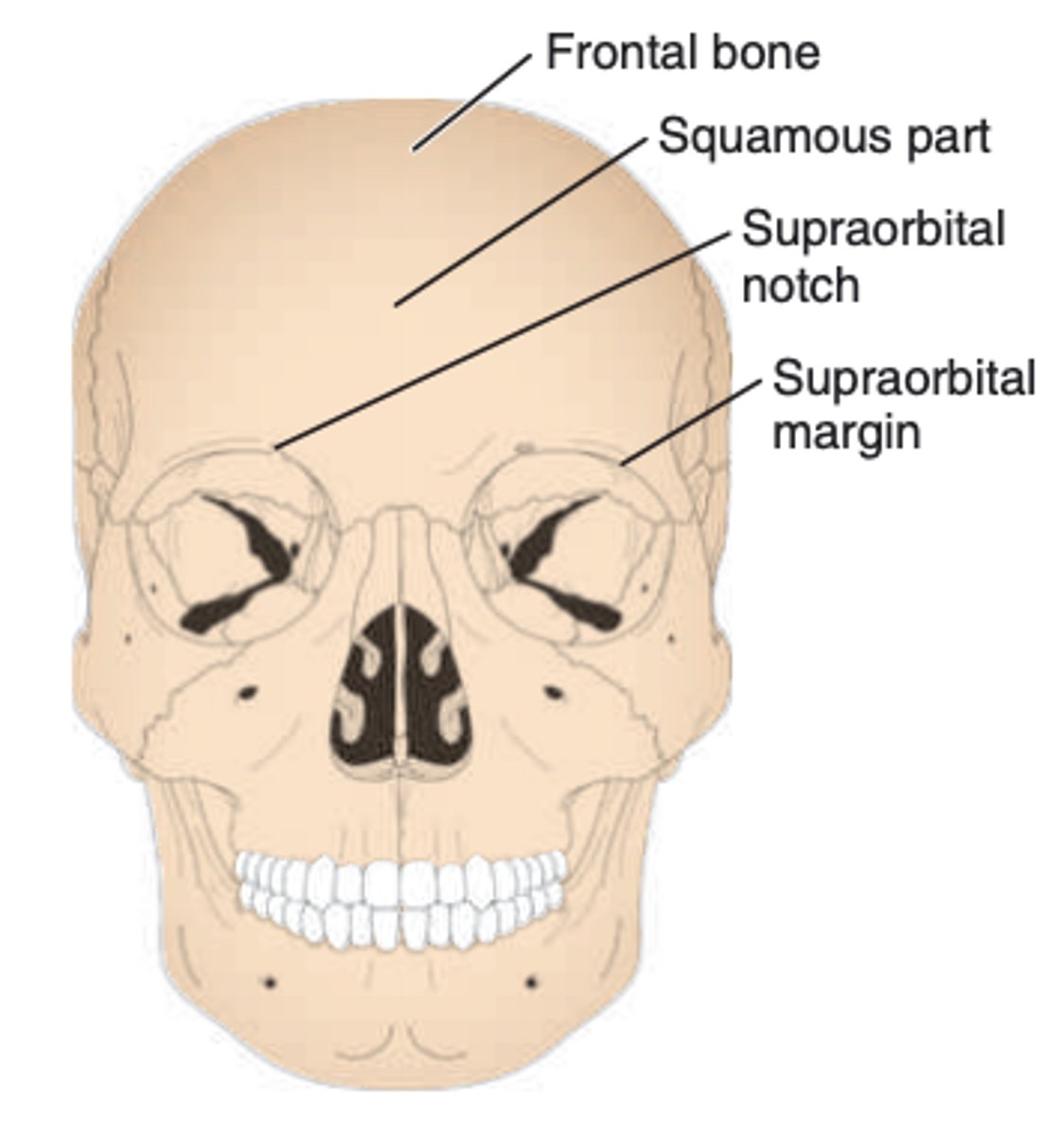 <p>a small notch or hole that is found at the medial third of the supraorbital margin</p>