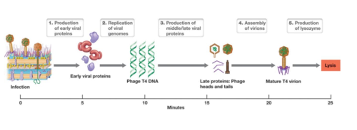 <p>eclipse period + release of new viruses</p><p>3 multiple choice options</p>