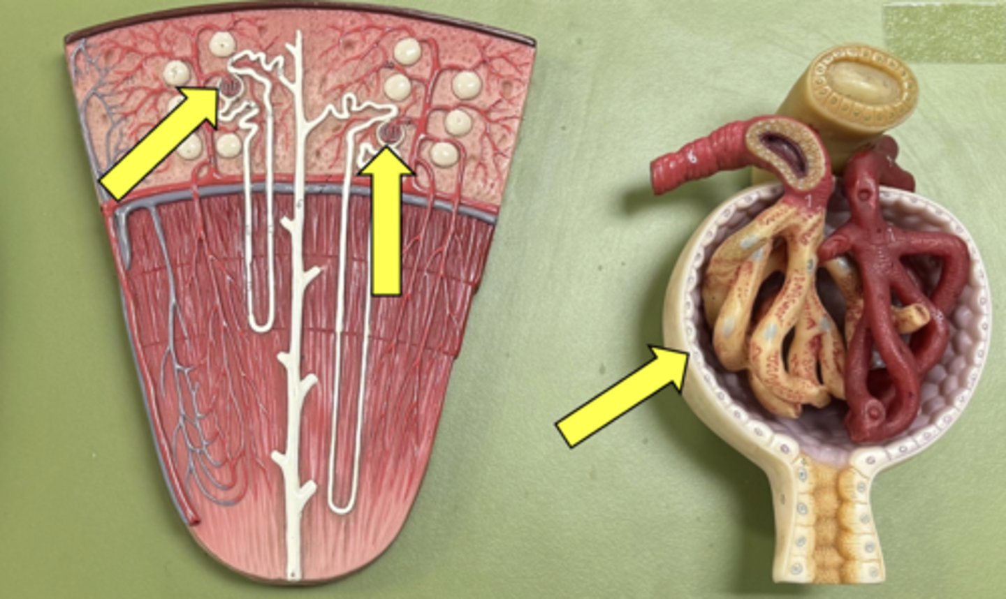 <p>Outer layer &amp; type of cell</p>