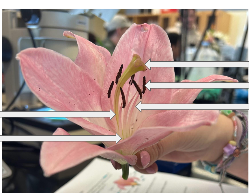 <p>Identify the components that make up the Carpel and Stamen in this image</p>