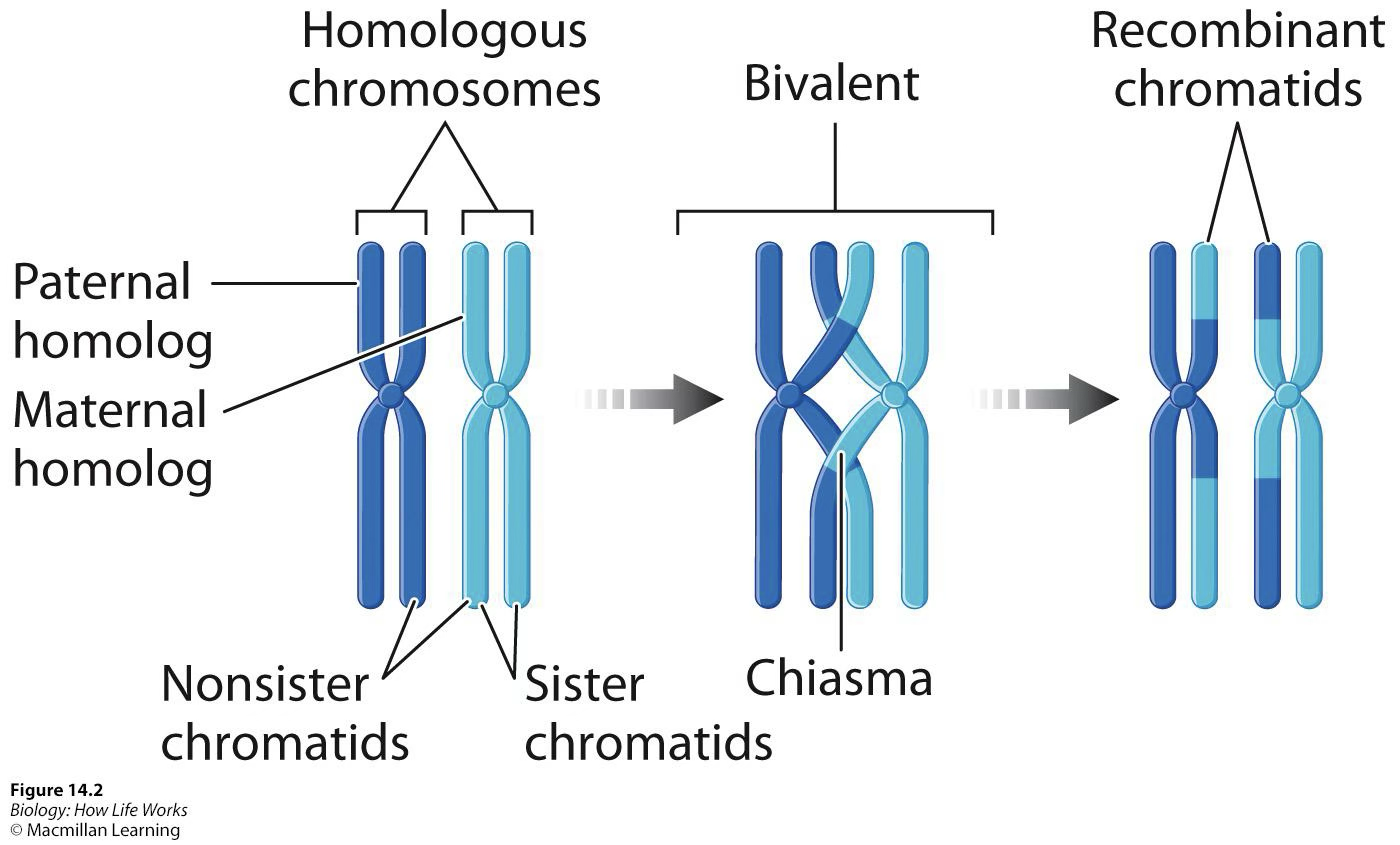 <p>Homologous pairs interact and swap information; increases genetic variation</p>
