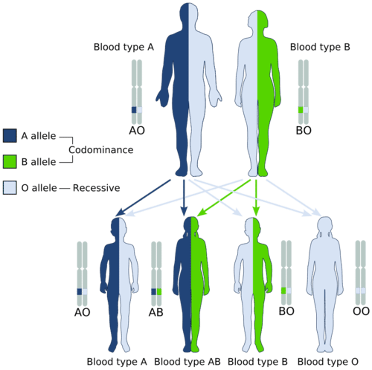 <p>A pattern of inheritance in which the phenotypic effect of two alleles in a heterozygous genotype express each phenotype of each allele fully and equally; a phenotype which would not be expressed in any other genotypic combination.</p>