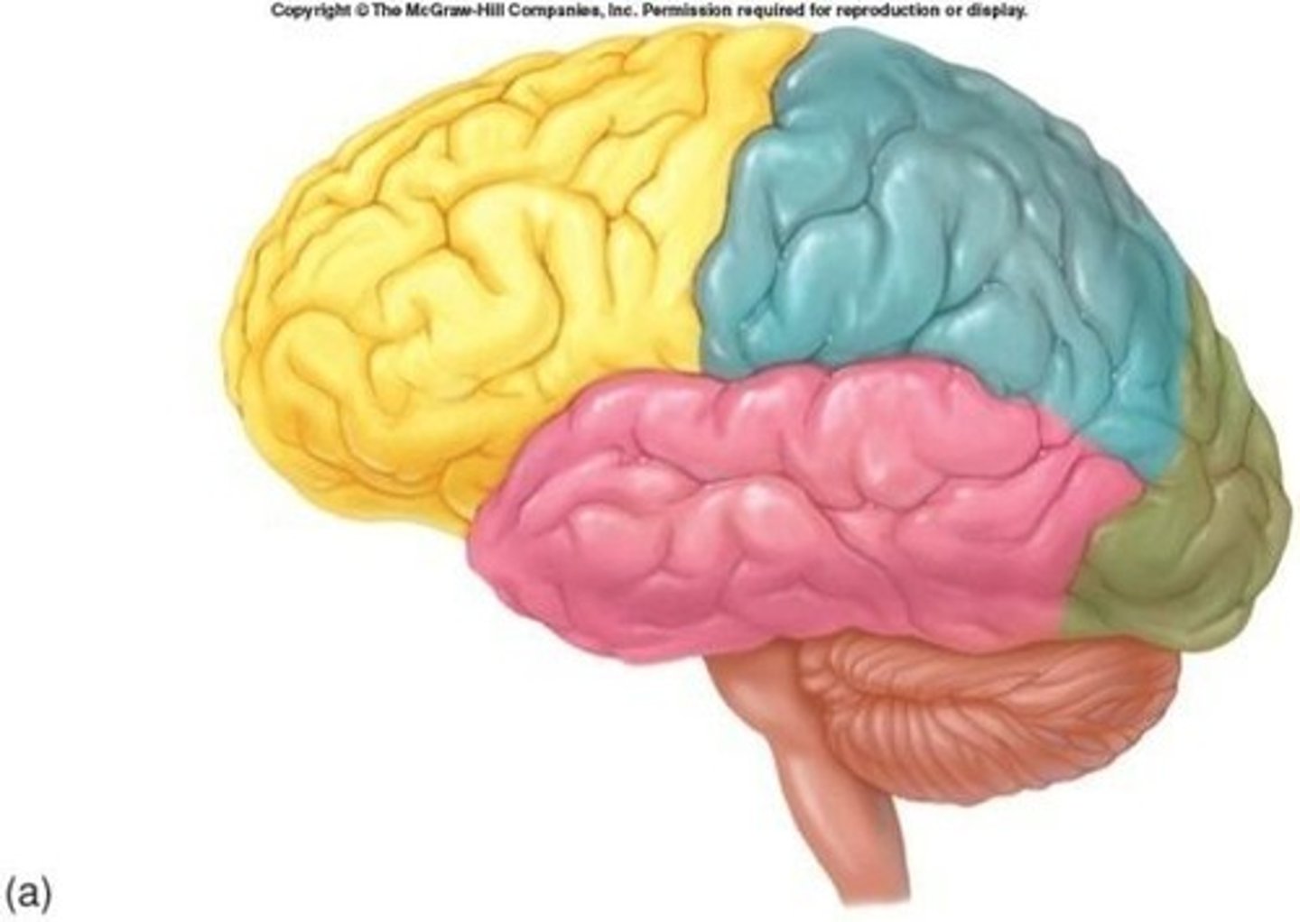 <p>Largest brain region, responsible for higher functions.</p>