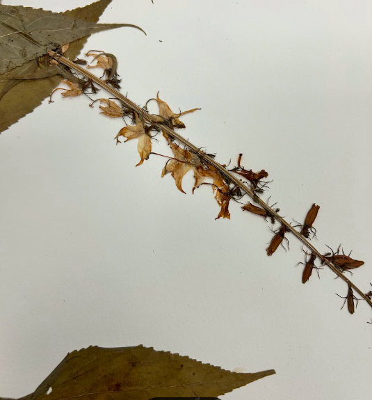 <p>Campanulaceae</p><p><em>Campanula</em></p>