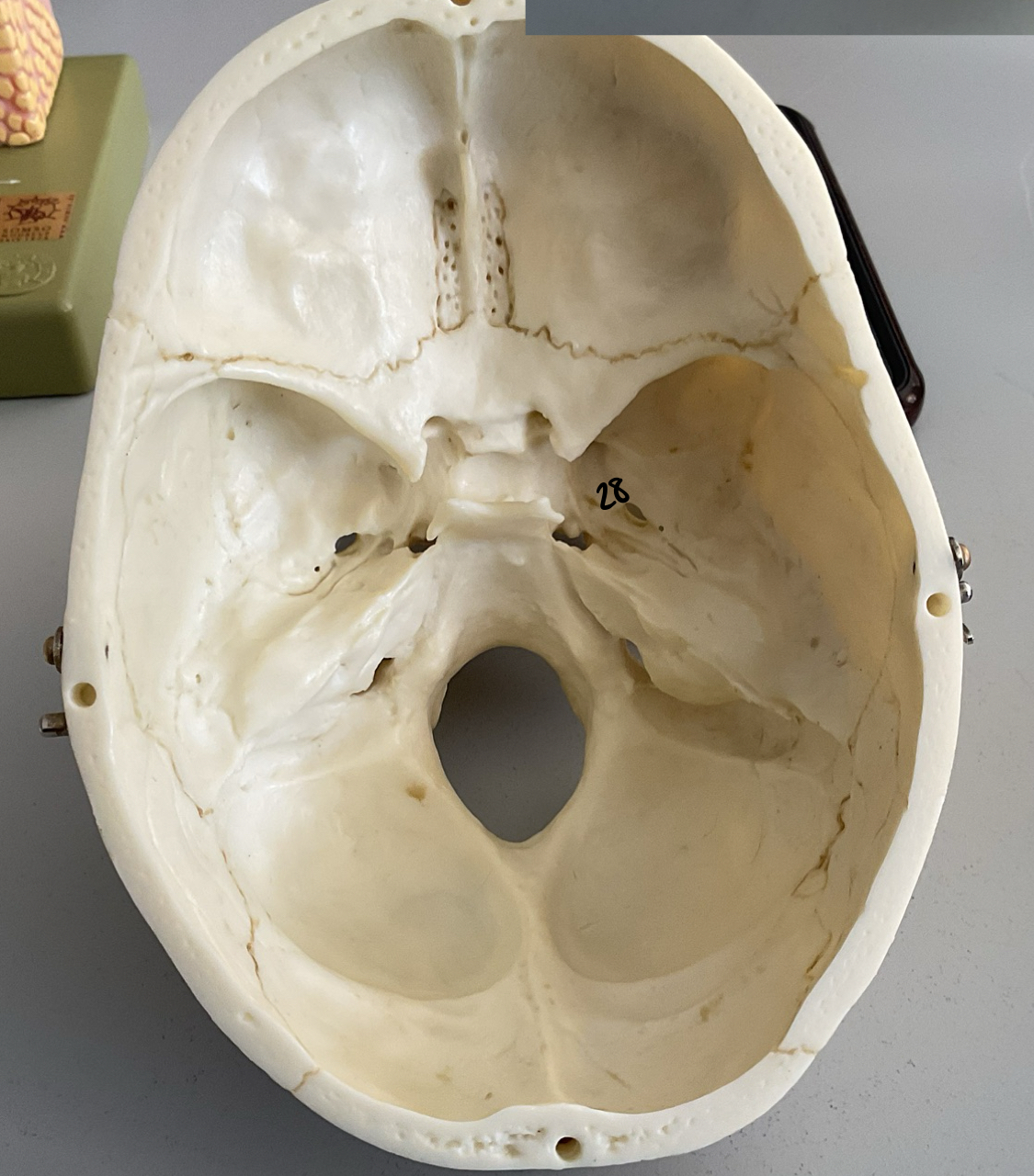<p>28</p>