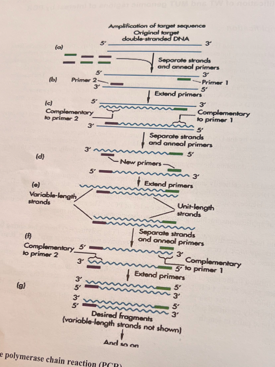 <ol><li><p>Two oligonucleotides hybridize, each to opposite strands, at each end of the specific DNA region (segment) to be amplified.</p></li><li><p>The reaction mixture contains the oligonucltodiesj DNA polymerase, primers, nucleotides, salt, and other critical buffers.</p></li><li><p>This is all mixed together, and then the reaction is heated to 94-96 degrees celsius to denature the double-stranded DNA into single strands. This allows the primers access to individual template strands.</p></li><li><p>Next the temperature is lowered to allow for primer annealing to the complementary sequence in the template DNA. The optimal annealing temperature is 50-62 degrees Celsius.</p></li><li><p>The temperature is then raised to 72 degrees Celsius for extension, which is the amplification of DNA synthesis by the DNA polymerase. </p></li><li><p>The cycles are repeated about 25-40 times to produce enough of the DNA for analysis (like gel electrophoresis). </p></li></ol><p></p>