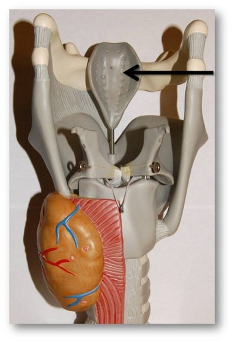 <p>a flap of <strong>elastic cartilage</strong> that covers the windpipe while swallowing</p>