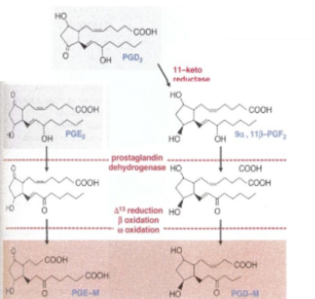 <p>Most (95%) of eicosanoids are rapidly catabolized</p><p>1) Rapid initial step by PG-specific enzyme (PGE 2:prostaglandin dehydrogenase)</p><p>PGs lose most of their biological activity after action</p><p>2)Second step in which metabolites are oxidized throughmultiple enzyme</p>