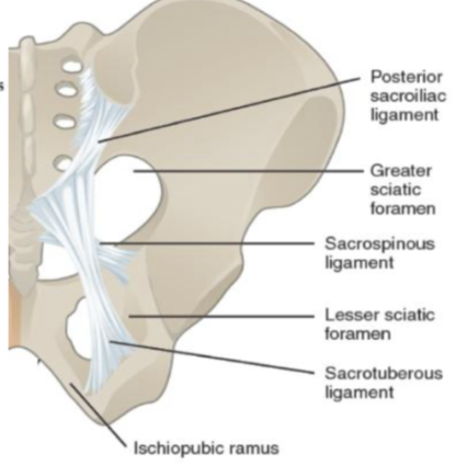 <p>sacrotuberours and sacrospinal ligaments&nbsp;</p>