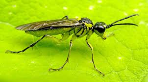 <p>Sawfly</p>