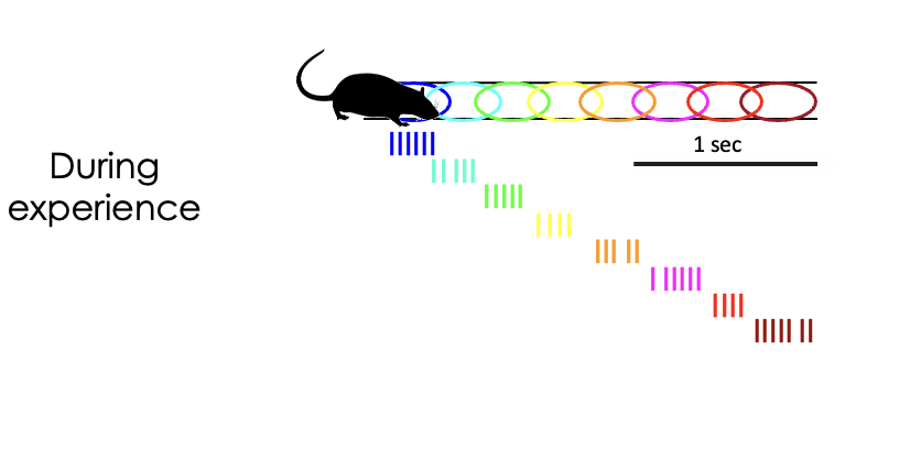 <p>experiment</p><ul><li><p>rodents traversing (experience)</p></li><li><p>place cells (firing at specific places in the hippocampus)</p></li><li><p>trajectory (codes for location and path; left to right)</p><ul><li><p>trajectories in space are encoded by sequences of hippocampal place cell spiking</p></li></ul></li></ul><p>DURING experiment: place and trajectories in space</p>