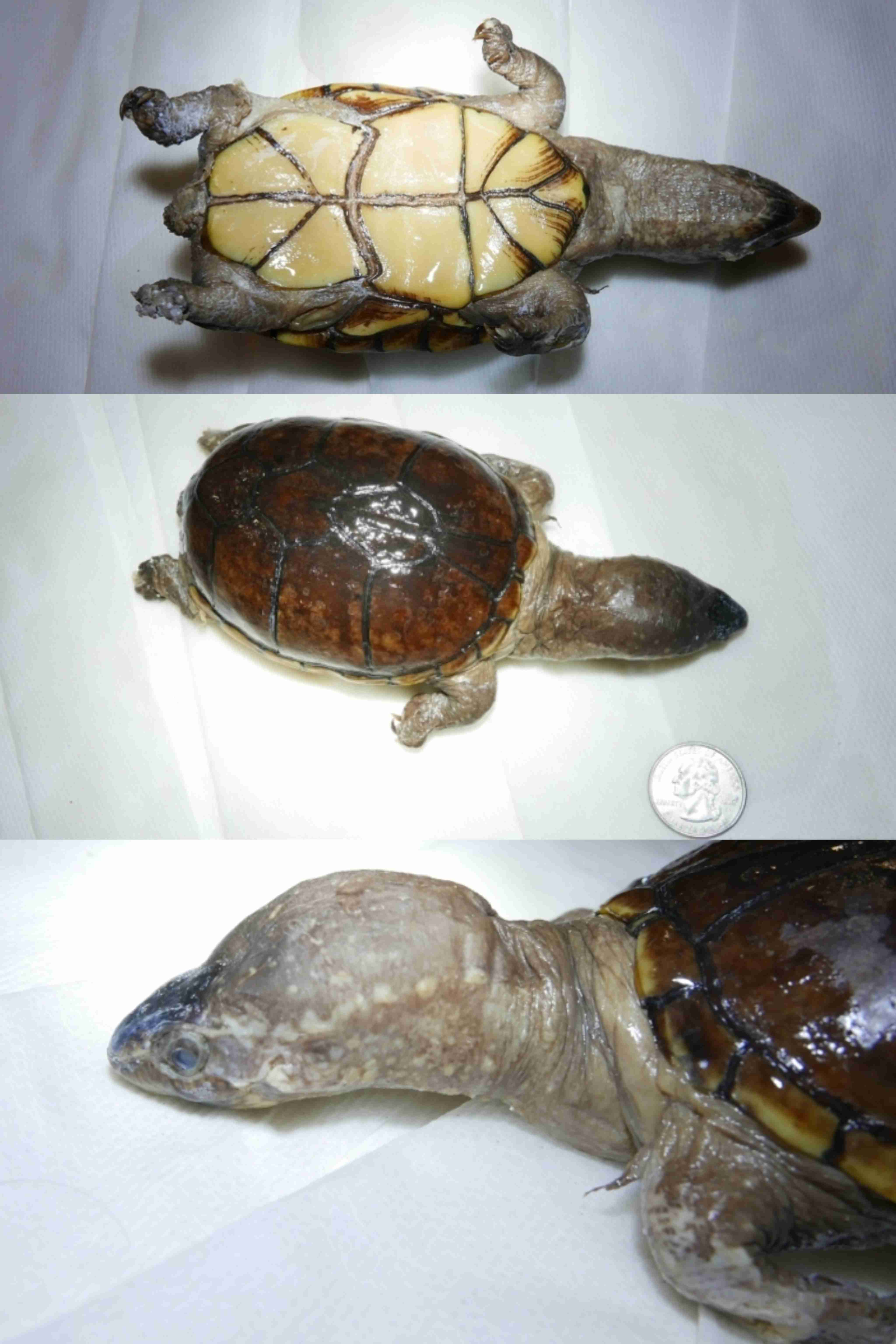 <p>What is the family and scientific name for this turtle?</p>