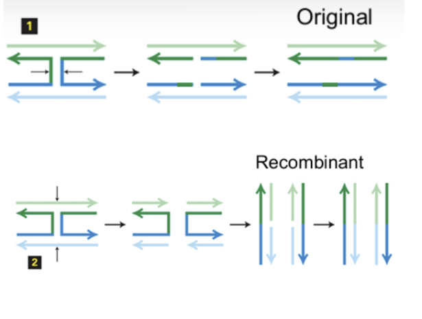<ol><li><p>Horizontally, resulting in almost identical new strands to the originals as they both return to their original places.</p></li><li><p>Vertically, and after straightening, 2 DNA molecules that are mixes of both chromosomes are formed, called&nbsp;“recombinants”.</p></li></ol><p></p>