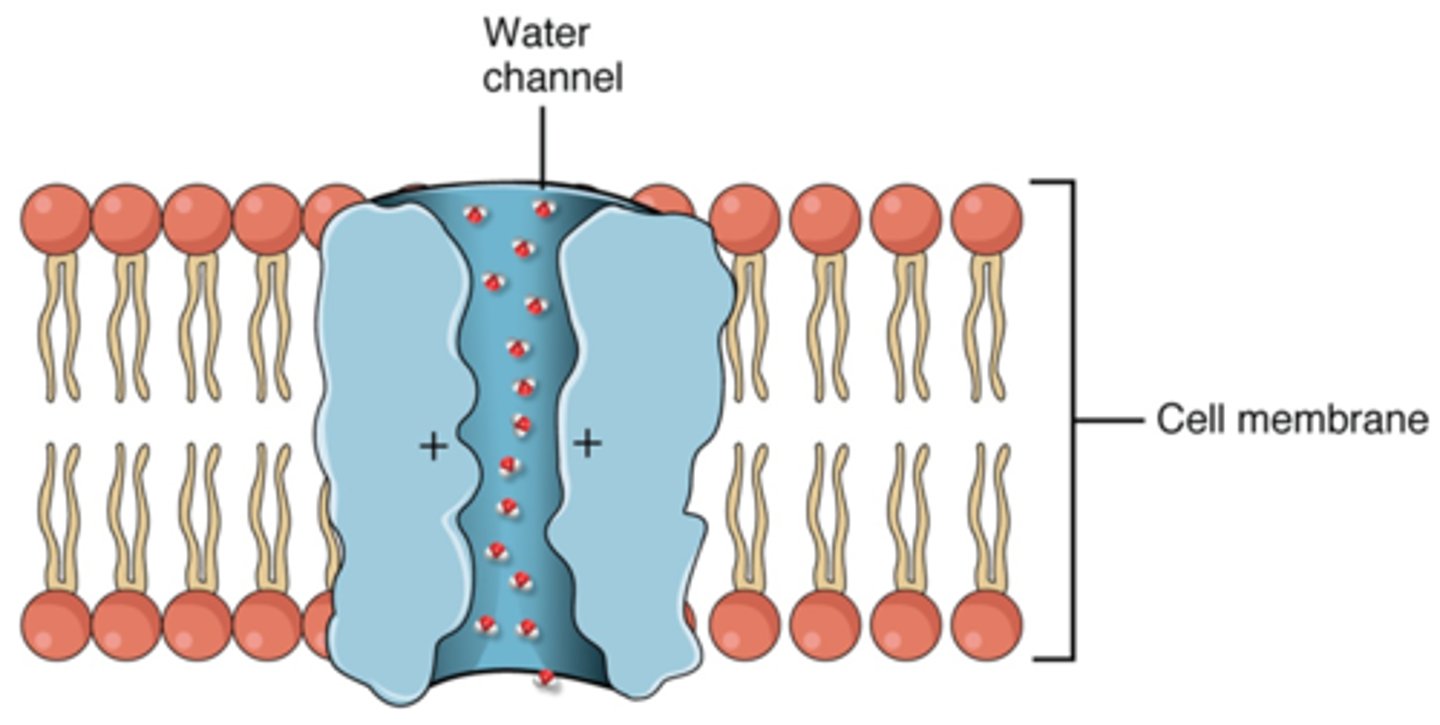 <p>aquaporins (if absent solute concentrations will become difficult to manage), can be altered by the cell to alter the amount of water that can enter</p>
