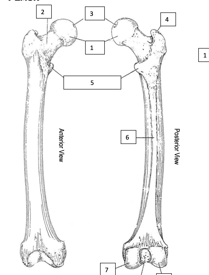 <p>Femur</p>