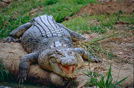 The saltwater crocodile inhabits coastal brackish mangrove swamps, river deltas, and freshwater rivers from India's east coast, Sri Lanka, and Bangladesh to Myanmar, Malaysia, Brunei, Indonesia, Philippines, East Timor, Palau, Solomon Islands, Singapore, Papua New Guinea, Vanuatu and Australia's north coast. 