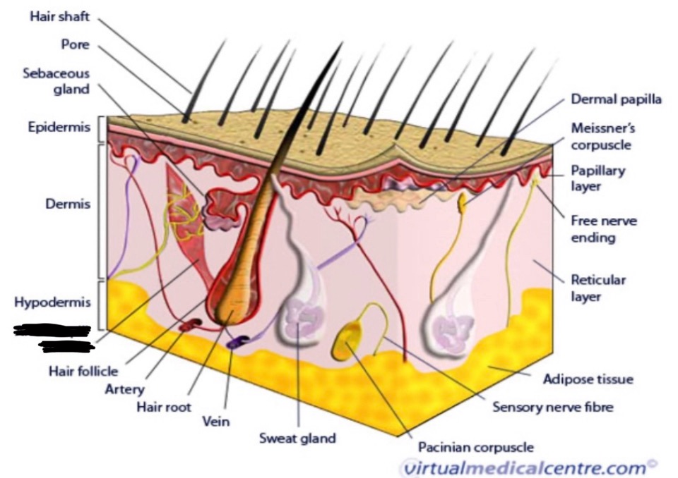 term image