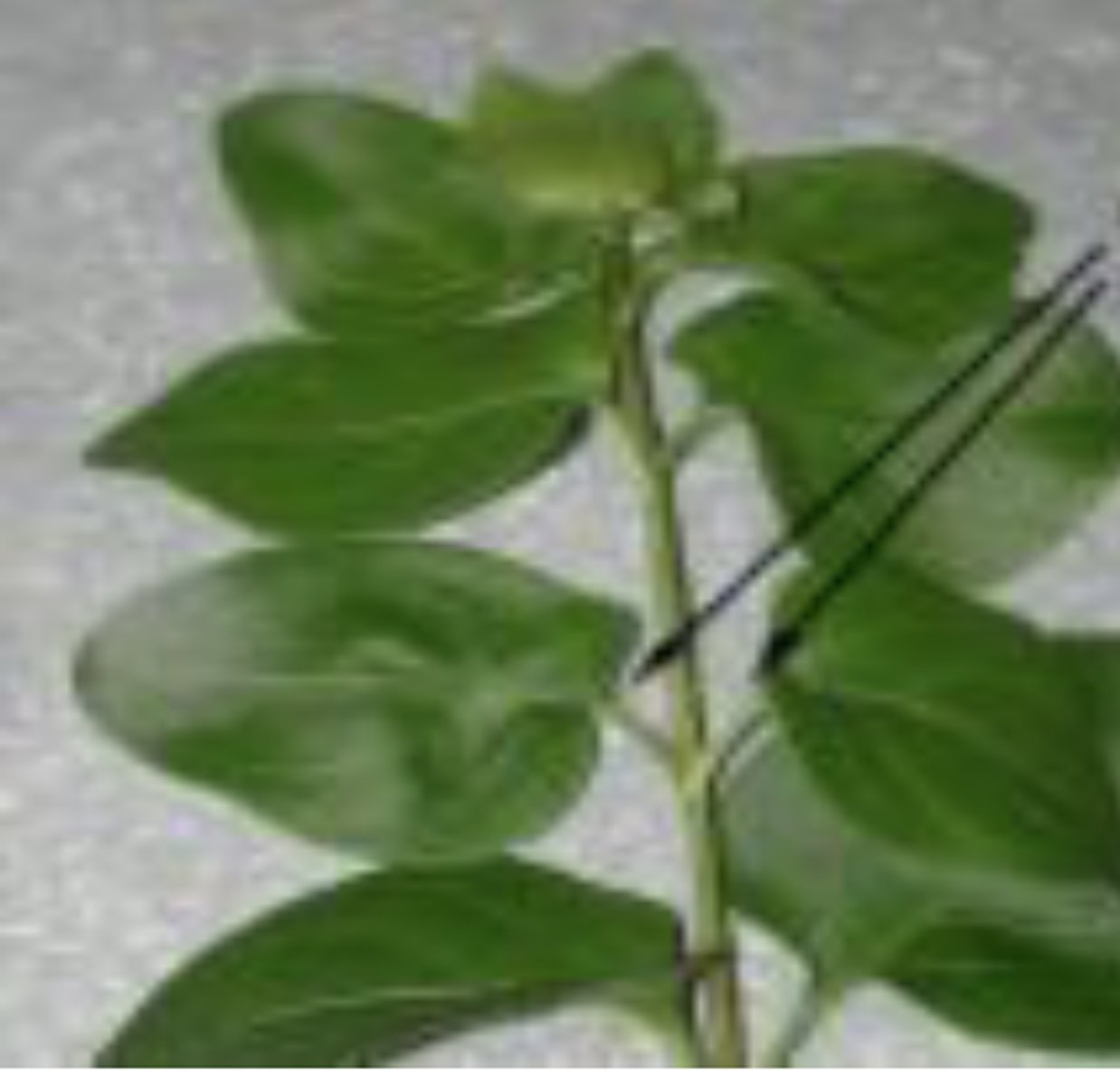 <p>phyllotaxy if 2 leaves on a node</p>