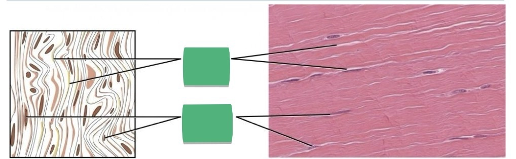 <p>TISSUE: ________</p>