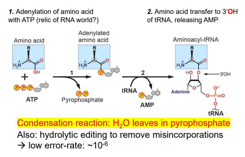 <ul><li><p>the amino acid reacts with ATP to produce an adenylated amino acid (bound to AMP) and a pyrophosphate (contains water- this is a condensation reaction)</p></li><li><p>the AMP is replaced by a reaction with the 3’OH of the 3’ adenosine in the tRNA molecule</p></li><li><p>this reaction is catalysed by aminoacyl-tRNA synthetase enzymes (aaRS)- only 1 per amino acid)</p></li></ul><p></p>
