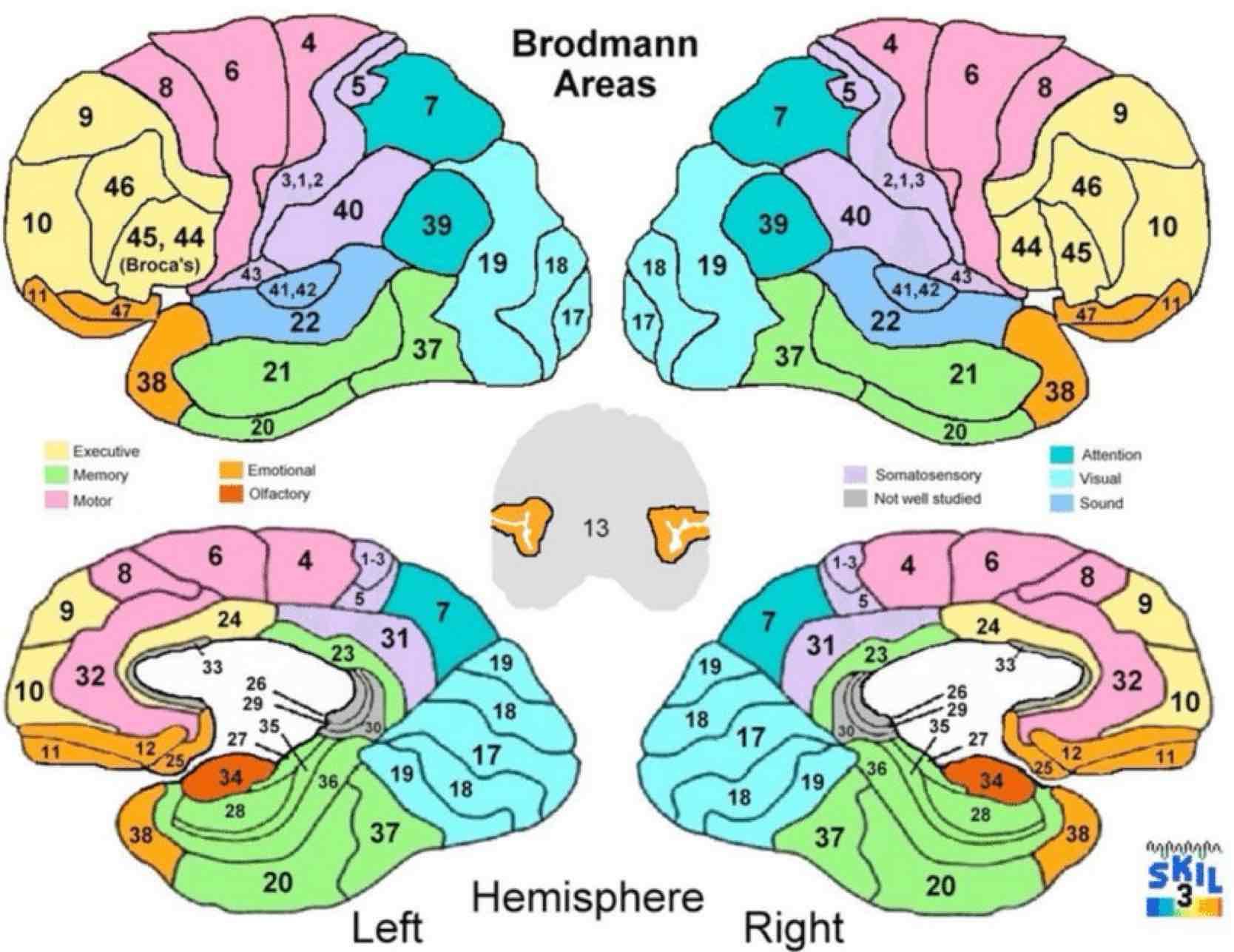 <ul><li><p>pierwotna kora ruchowa</p></li><li><p>zakręt przedśrodkowy i część&nbsp;przednia płacika okołośrodkowego</p></li></ul>