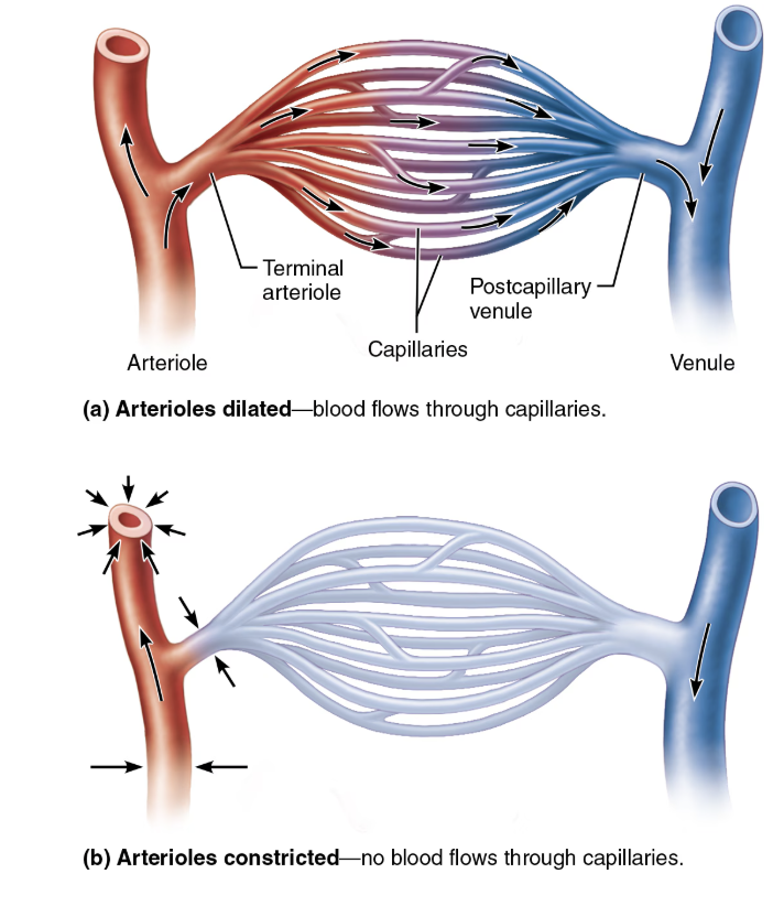 <p>Flow of blood through bed </p>