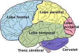 <ul><li><p>Central</p></li><li><p>Pariéto-occipital</p></li><li><p>Latéral</p></li></ul>