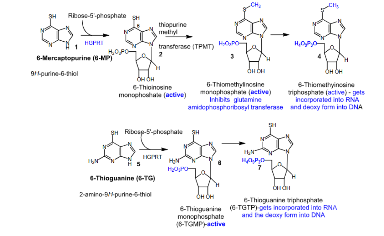 <p>- <span style="color: red"><strong>Purine antagonists</strong></span></p><p>-<span style="color: red"> <strong>Prodrugs</strong></span></p><p>- <strong>Converted to their active forms via</strong><span style="color: red"><strong> hypoxanthine guanine phosphoribosyl transferase (HGPRT)</strong></span></p><p>- <span style="color: red"><strong>Inhibit glutamine amidophosphoribosyl transferase</strong></span><strong>, which leads to cell death</strong></p><p>- <strong>Since</strong><span style="color: red"><strong> 6-mercaptopurine inhibits de novo purine nucleotide biosynthesis rather than incorporation of false nucleotides into DNA</strong></span><strong>, there is a</strong><span style="color: red"><strong> lower risk for mutagenesis </strong></span><strong>and</strong><span style="color: red"><strong> secondary malignancy compared to 6-thioguanine</strong></span>.</p><p>- <strong>Mechanism of resistance</strong> —&gt; <span style="color: red"><strong>deficiency in the activating hypoxanthine guanine phosphoribosyl transferase (HGPRT) enzyme</strong></span></p><p>- <span style="color: red"><strong>Oral</strong></span></p><p>- <span style="color: red"><strong>Negative food effect</strong></span></p><p>- <span style="color: red"><strong>6-mercaptopurine</strong></span> —&gt; <strong>used to treat </strong><span style="color: red"><strong>ALL</strong></span></p><p>- <span style="color: red"><strong>6-thioguanine</strong></span><strong> </strong>—&gt; <strong>used to treat</strong><span style="color: red"><strong> AML</strong></span></p><p>- <strong>Major metabolizing enzyme is</strong><span style="color: red"><strong> thiopurine S-methyltransferase (TPMT)</strong></span>:</p><ul><li><p><span style="color: red"><strong>Patients with inherited little </strong></span><span><strong>or </strong></span><span style="color: red"><strong>no TPMT activity are at an increased risk for severe purinethol toxicity</strong></span></p></li><li><p><strong>Poor TPMT metabolizers will have increased levels of active intermediates, and therefore need dose reduction</strong></p></li></ul><p></p>