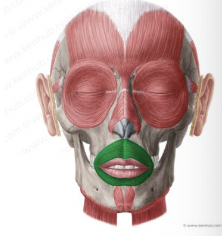 <p>What muscle is this?</p>