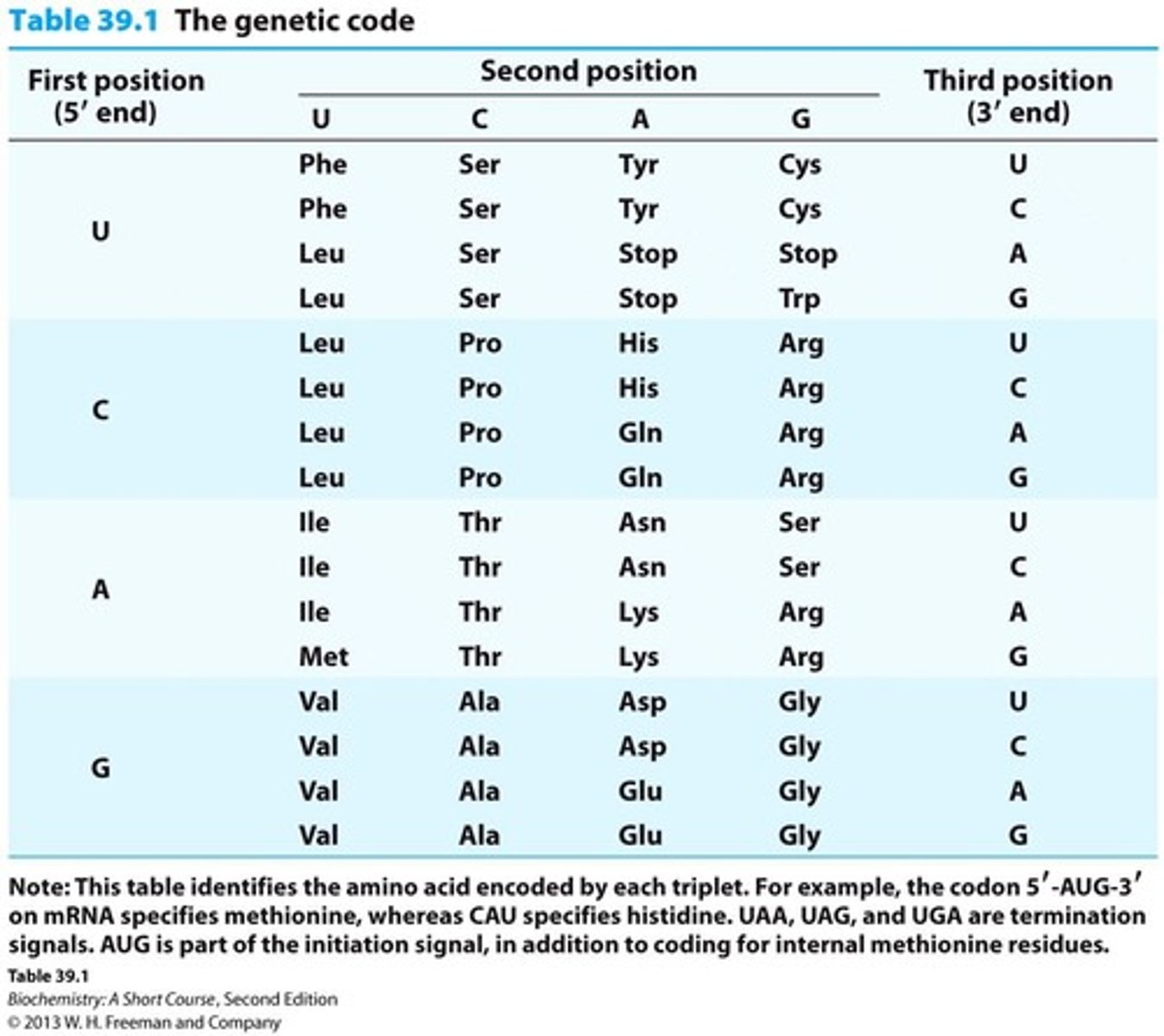 <p>Three nucleotides, called a codon, encode an amino acid.</p>