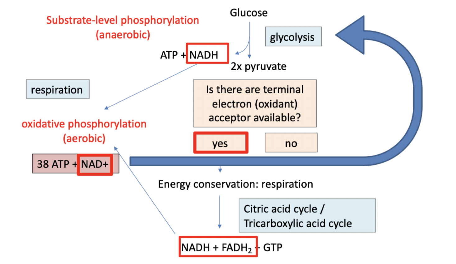 Yes= TCA and respiration

  

No= fermentation (anerobic respiration)

\
Yes, then goes to the CAC and ETC