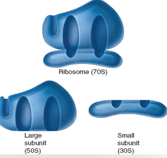 <p>Ribosomes</p>