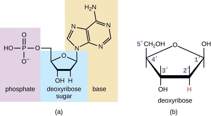 <p>A nucleotide containing deoxyribose as its sugar component, found in DNA</p>