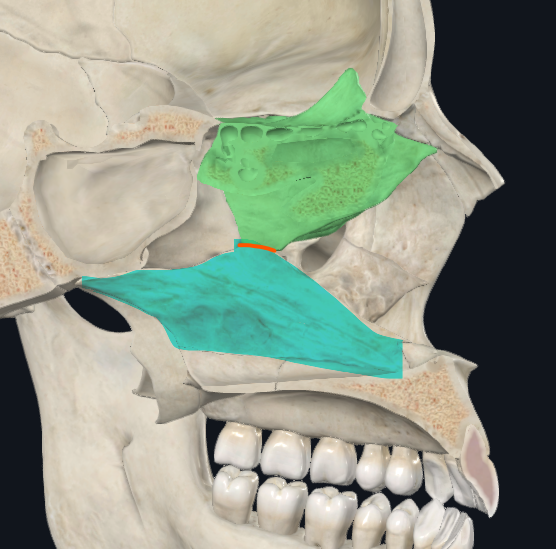 <p>Borde posteroinferior del Etmoides</p>