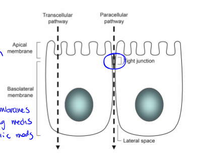 <p>transport between cells. passive process, route controlled by tight junctions: presence of occludins, claudins, and junction adhesion molecules. this is the typical route for hydrophilic drugs since they can’t pass through the phospholipid membrane alone</p>