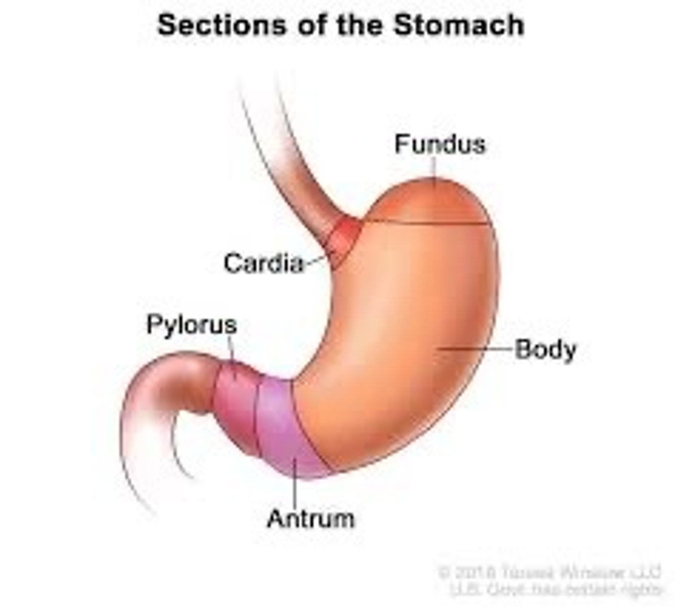 <p>Holds the food, contains acid that breaks it down.</p>