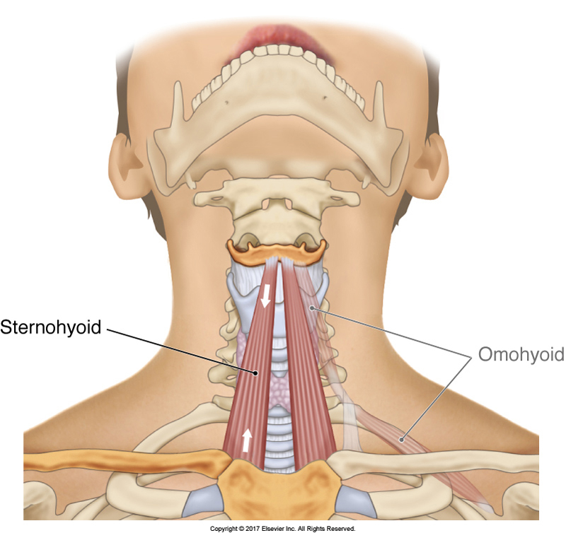 <p>Depresses thyroid cartilage, located in the neck under the sternocleidomastoid.</p>