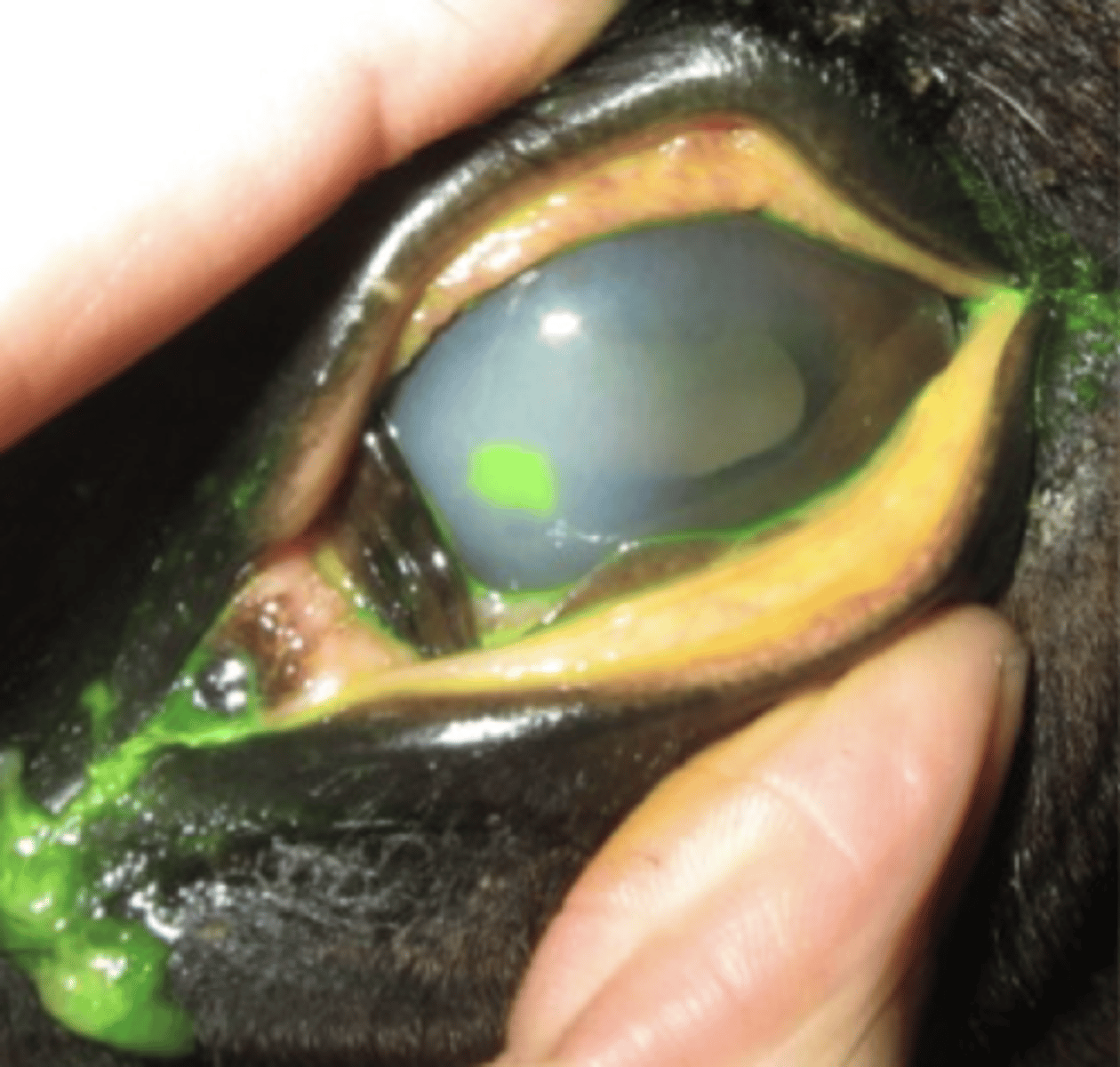 <p>Du tilser en hest, fordi ejer har observeret blepharospasme og tåreflåd siden i går. Du tjekker for fremmedlegemer og fluorsceinfarver cornea. Hvilken diagnose stiller du?</p><p>- Overfladisk corneaulcus</p><p>- Stromal abscess</p><p>- Bakteriel keratoconjunctivitis</p><p>- Descemetocele</p>