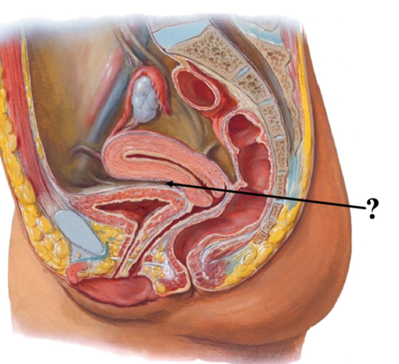 <p>lower party of pelvic cavity, in front of uterus</p>